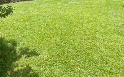 Photo of Barbara O.'s yard after getting lawn care in Dover, NJ
