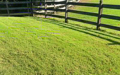 Photo of Celestine H.'s yard after getting lawn care in Cicero, NY