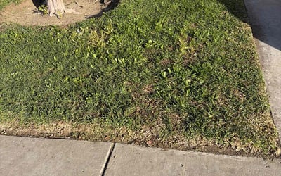 Photo of Brea L.'s yard after getting lawn care in Heath, OH