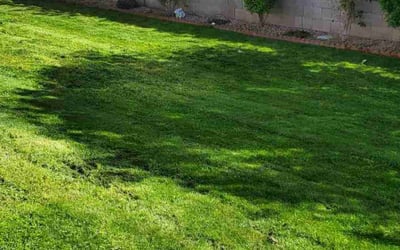 Photo of Darry g.'s yard after getting lawn care in Sun City West, AZ