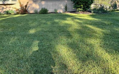 Photo of Harbir K.'s yard after getting lawn care in Roseville, MN