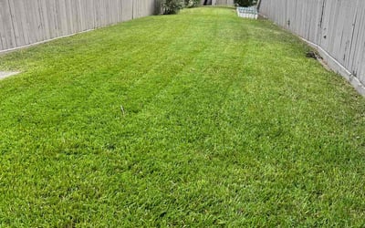 Photo of Francis S.'s yard after getting lawn care in Bellaire, TX