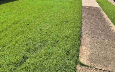 Photo of Jason J.'s yard after getting lawn care in Germantown, TN