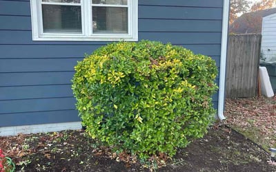 Photo of Amanda M.'s yard after getting tree care in Sugar Land, TX