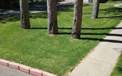 Photo of Rachel L.'s yard after getting lawn care in Hudson, WI