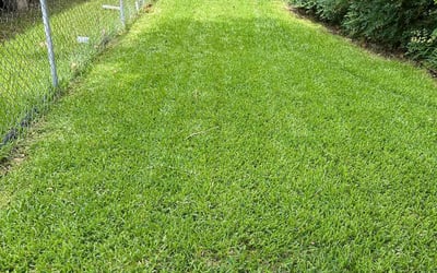 Photo of Ivette F.'s yard after getting lawn care in Manchester, CT