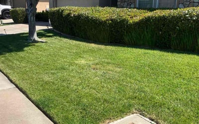 Photo of Tony H.'s yard after getting lawn care in Maryland Heights, MO