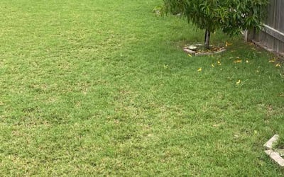 Photo of Jeff E.'s yard after getting lawn care in Pflugerville, TX
