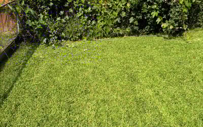 Photo of Katherine C.'s yard after getting lawn care in Portsmouth, VA