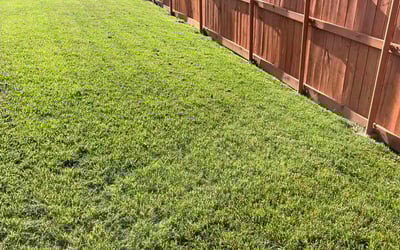 Photo of Juliana W.'s yard after getting lawn care in Grand Prairie, TX