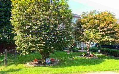 Photo of Richard F.'s yard after getting lawn care in Sand Springs, OK