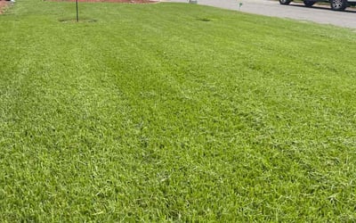 Photo of Katy V.'s yard after getting lawn care in Freehold, NJ