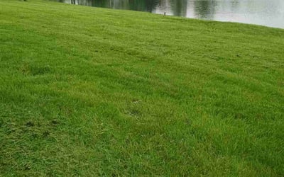 Photo of Juan A.'s yard after getting lawn care in Kingston, PA