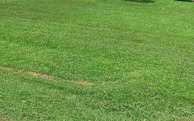 Photo of Zachary N.'s yard after getting lawn care in Saint Joseph, MO