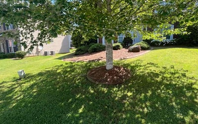 Photo of Michael R.'s yard after getting lawn care in Senoia, GA