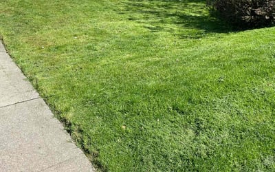Photo of Ellen M.'s yard after getting lawn care in Aliquippa, PA