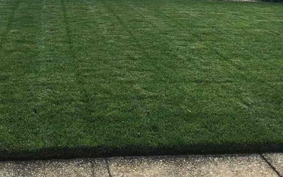 Photo of Eric K.'s yard after getting lawn care in Carmichael, CA