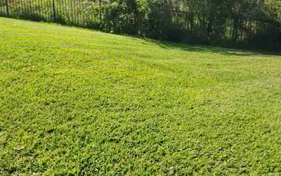 Photo of Siva P.'s yard after getting lawn care in Pflugerville, TX