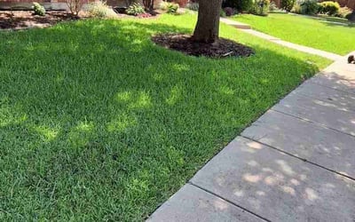 Photo of Edwin F.'s yard after getting lawn care in Orlando, FL