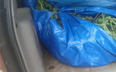 Photo of James B.'s yard after getting lawn care in Belmont, MA