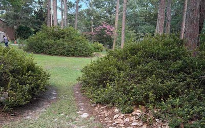 Photo of Tim S.'s yard after getting lawn care in Middletown, PA