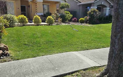 Photo of Donald P.'s yard after getting lawn care in West Sacramento, CA