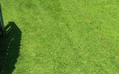 Photo of Shane K.'s yard after getting lawn care in Pensacola, FL