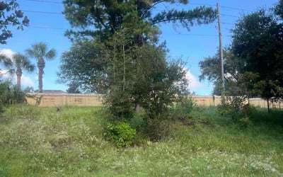 Photo of Darcie P.'s yard after getting tree care in Silver Spring, MD