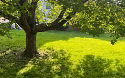 Photo of Caleb W.'s yard after getting lawn care in Lake Forest, IL