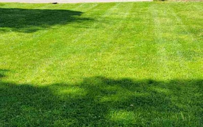 Photo of Sydney R.'s yard after getting lawn care in Powell, TN