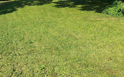 Photo of Jay W.'s yard after getting lawn care in North Wales, PA