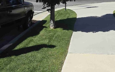 Photo of Daryl S.'s yard after getting lawn care in Magna, UT
