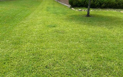 Photo of Frederick V.'s yard after getting lawn care in Northport, NY