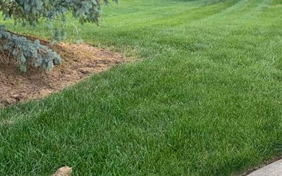 Photo of Steve A.'s yard after getting lawn care in Fairfield, OH