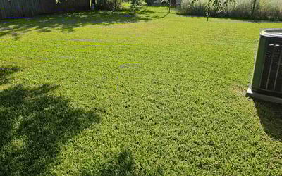 Photo of Dominique C.'s yard after getting lawn care in Arlington, TX