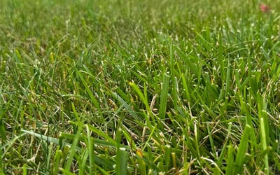 Photo of Lisa K.'s yard after getting lawn care in Ann Arbor, MI