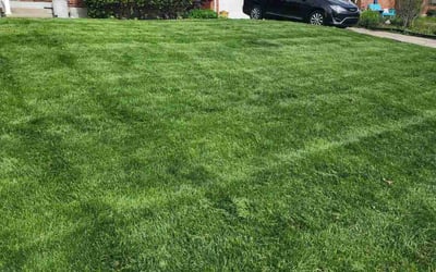 Photo of Yvonne L.'s yard after getting lawn care in Cincinnati, OH