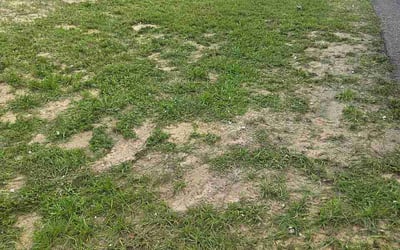 Photo of Andrew N.'s yard after getting lawn care in Hillsborough, NJ