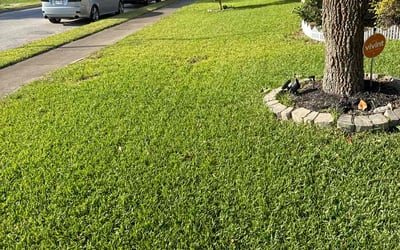 Photo of Timna T.'s yard after getting lawn care in Englewood, CO