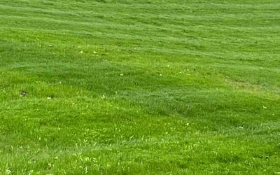 Photo of Elizabeth A.'s yard after getting lawn care in Southbridge, MA