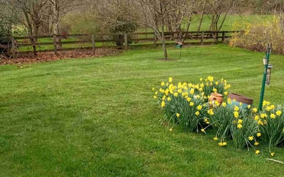 Photo of Kimmberly Z.'s yard after getting lawn care in Oxford, PA