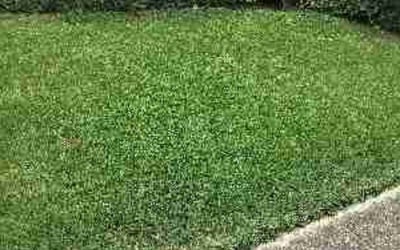 Photo of Susan S.'s yard after getting lawn care in Chester, PA