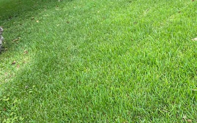 Photo of Burt S.'s yard after getting lawn care in Sweeny, TX