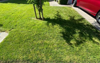 Photo of George H.'s yard after getting lawn care in Elk Grove, CA