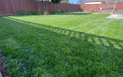 Photo of Nalin G.'s yard after getting lawn care in San Jose, CA
