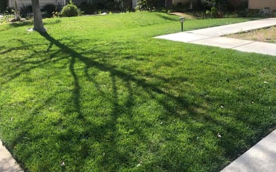 Photo of Roumania W.'s yard after getting lawn care in Lake Elsinore, CA