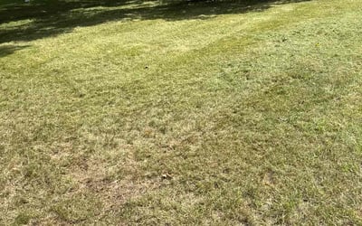 Photo of Kristen W.'s yard after getting lawn care in Laurel, MD