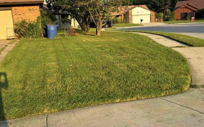 Photo of Stephanie B.'s yard after getting lawn care in Bensenville, IL