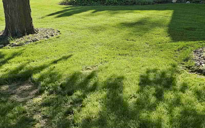 Photo of Chris B.'s yard after getting lawn care in Grafton, WI