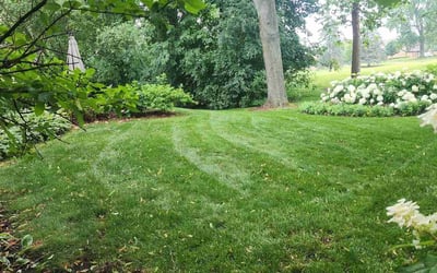 Photo of Pamelia W.'s yard after getting lawn care in Buffalo Grove, IL